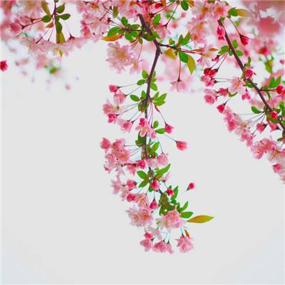 天空之魂游戏(暂未上线)v1.0 安卓版